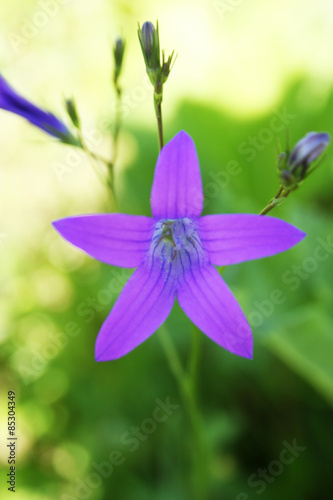 Fotoroleta kwiat świeżość zieleni