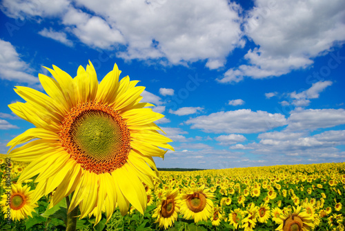 Obraz na płótnie słońce słonecznik łąka rolnictwo roślina
