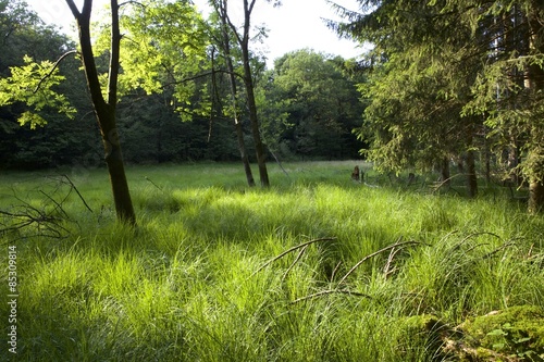 Obraz na płótnie krajobraz natura las park
