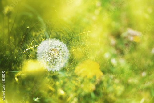 Fototapeta trawa żółty umrzeć wiatr puch