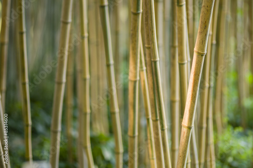 Fotoroleta ogród orientalne bambus roślina japoński