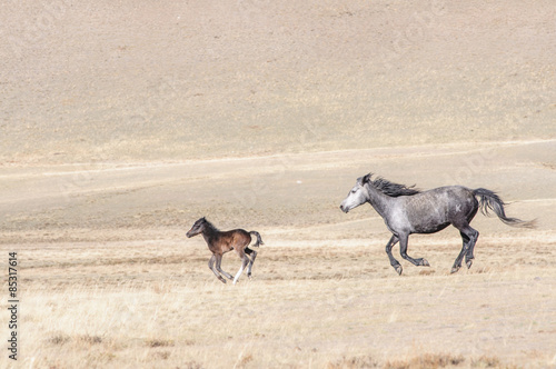 Fotoroleta ssak piękny koń warta ogier