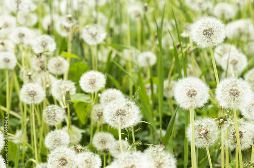 Fototapeta łąka trawa roślina kwiat natura