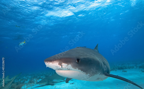 Fototapeta rekin podwodny bahamy podwodne