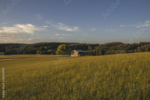 Obraz na płótnie wieś trawa pole