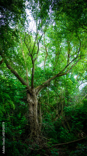 Fototapeta bezdroża natura drzewa