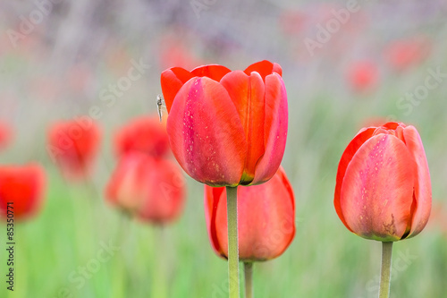 Naklejka roślina tulipan trawa