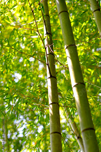 Fotoroleta Skupienie na dwóch bambusach