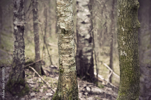 Fototapeta brzoza las pejzaż dziki antyczny