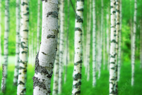 Fototapeta piękny szwecja natura lato drzewa