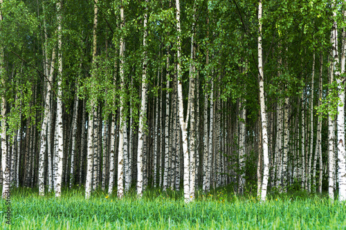 Obraz na płótnie natura las trawa