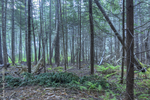 Fototapeta sosna drzewa las bezdroża natura