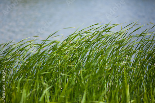 Obraz na płótnie natura woda lato trawa