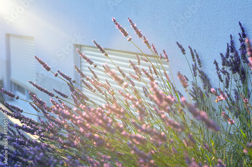 Fotoroleta ogród kwiat słońce lawenda