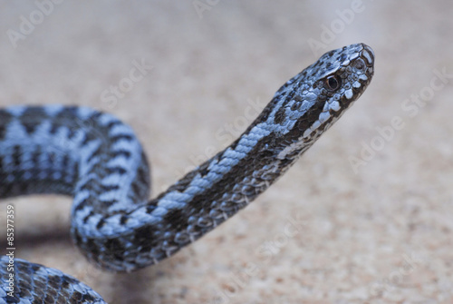 Fototapeta wąż trucizna żmija niebezpieczeństwo strach