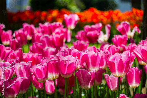 Fototapeta turcja tulipan natura