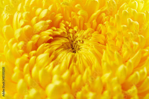 Naklejka chryzantema świeży wzór kwiat piękny