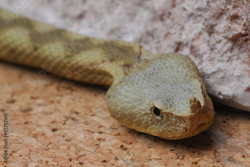 Fotoroleta wąż mity żmija gadowi