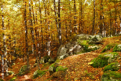 Fototapeta las drzewa szczyt jesień pionowy