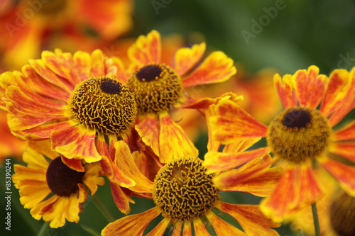 Fototapeta kwiat roślina żółty