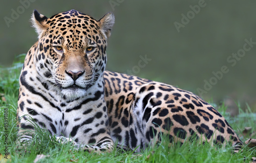 Naklejka kot zwierzę kolumbia tygrys jaguar