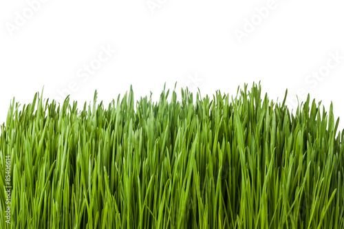 Naklejka pole ogród trawa