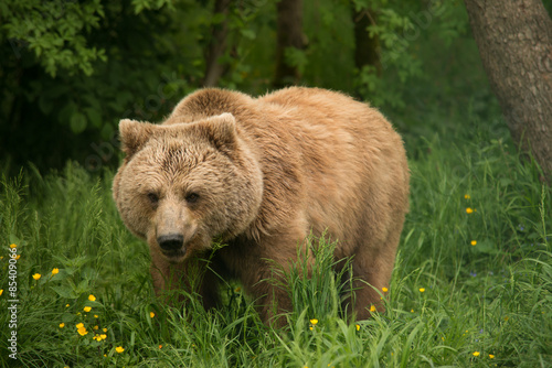 Fotoroleta niedźwiedź ssak zwierzę zoo mocny
