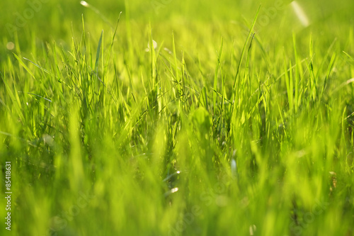 Obraz na płótnie trawa łąka widok wzór
