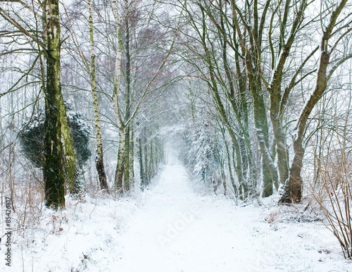 Fotoroleta śnieg las krajobraz wioska biały
