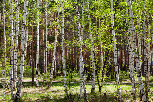 Fototapeta las spokojny lato witalność