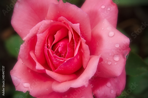 Naklejka ogród kwiat miłość rosa