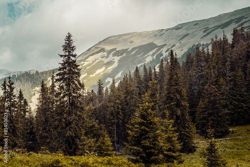 Obraz na płótnie europa drzewa sosna lato góra