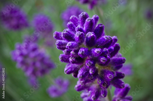 Fotoroleta kwiat lawenda niebieski fioletowy zapach