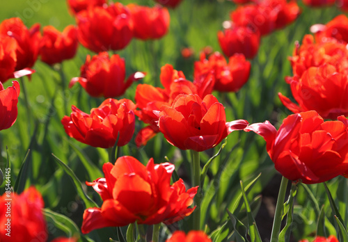 Fototapeta piękny tulipan ogród kwiat