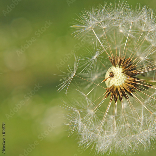 Obraz na płótnie pyłek kwiat świeży
