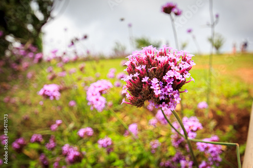 Obraz na płótnie łąka lato kwiat trawa