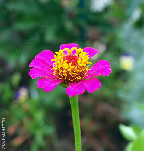 Fotoroleta piękny kwiat fiołek lato