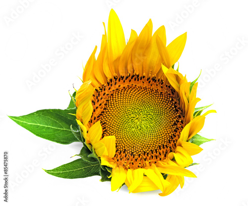 Fototapeta sunflower on a white background