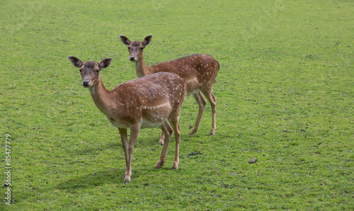 Fotoroleta dzikie zwierzę zwierzę samiec jelenia parzystokopytne