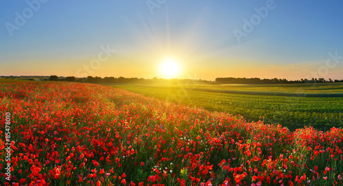 Fototapeta mak słońce wiejski kwiat lato