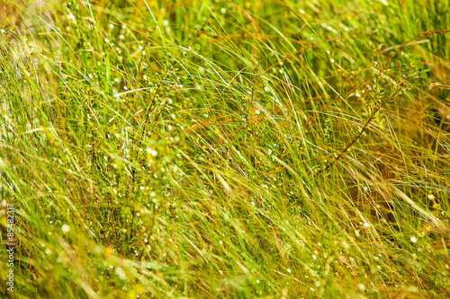 Fototapeta trawa lato pole wiejski