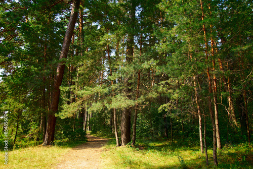 Fototapeta las ścieżka drzewa jesień park