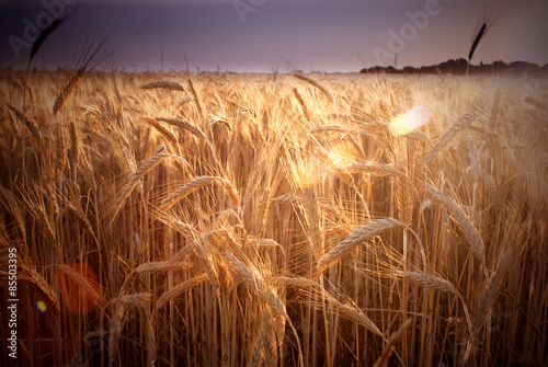 Fototapeta słońce zbiory pszenica