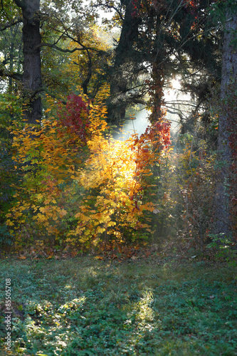 Fototapeta park las drzewa słońce pejzaż