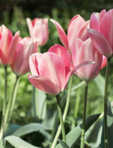 Fototapeta tulipan roślina piękny kwiat świeży
