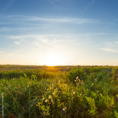Naklejka panoramiczny pole trawa pastwisko