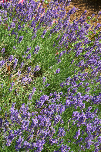 Obraz na płótnie lato kwiat roślina lawenda natura