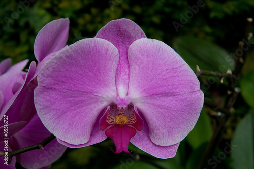 Fotoroleta tropikalny kwiat różowy podróż fioletowy