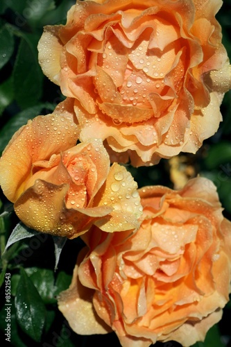 Fotoroleta lato kwiat rose żółty deszcz