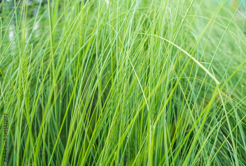 Fototapeta łąka spokojny natura trawa roślina